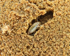Talitrus saltator