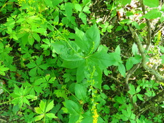 Solidago flexicaulis