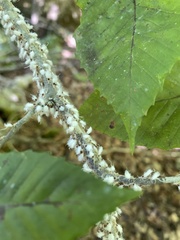 Grylloprociphilus imbricator