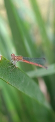 Oxyagrion terminale