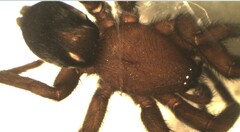 Scotophaeus scutulatus