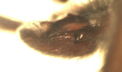 Scotophaeus scutulatus