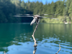 Libellula forensis