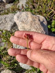 Triantha occidentalis