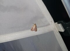 Hypsopygia