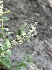 Buddleja racemosa