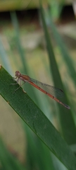 Oxyagrion terminale