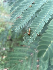Camponotus castaneus