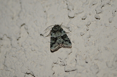 Lacinipolia