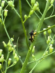 Phymata pennsylvanica
