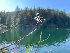Libellula forensis