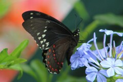 Papilio menatius