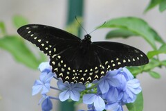 Papilio menatius