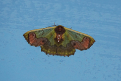 Agathiopsis basipuncta