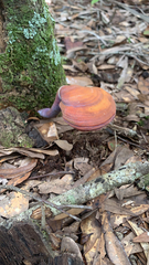 Ganoderma curtisii