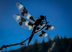 Libellula forensis