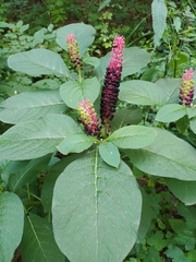 Phytolacca acinosa