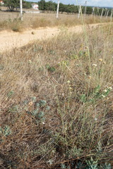 Cephalaria uralensis