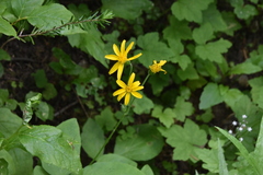 Arnica latifolia
