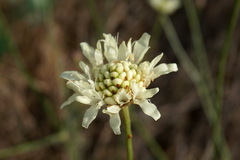 Cephalaria uralensis