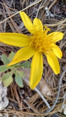 Senecio parryi