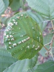 Acalitus brevitarsus