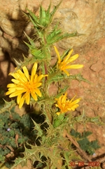 Scolymus hispanicus