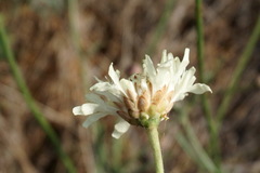 Cephalaria uralensis