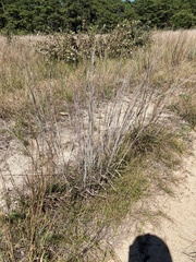 Schizachyrium scoparium