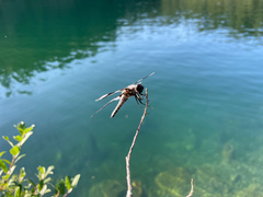 Libellula forensis
