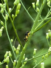 Phymata pennsylvanica