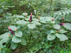 Phytolacca acinosa