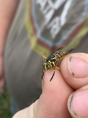 Spilomyia longicornis