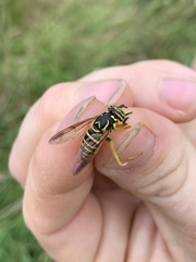 Spilomyia longicornis