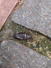 Prionus coriarius