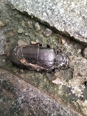 Prionus coriarius