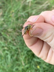 Spilomyia longicornis
