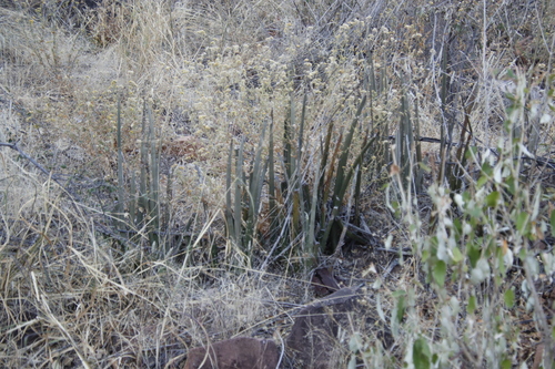 Image of Sansevieria pearsonii by (c) Tony Rebelo, some rights reserved (CC BY-SA)