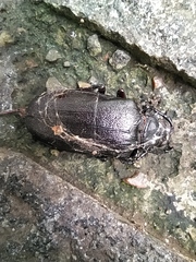 Prionus coriarius