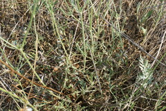 Cephalaria uralensis