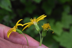 Arnica latifolia