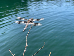 Libellula forensis