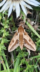 Hyles euphorbiae