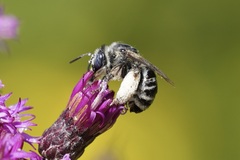 Melissodes denticulatus