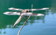 Libellula forensis