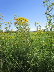 Helianthus nuttallii