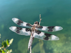 Libellula forensis