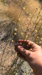 Linum lewisii