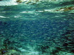 Atherinomorus stipes