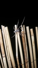 Larinioides sclopetarius